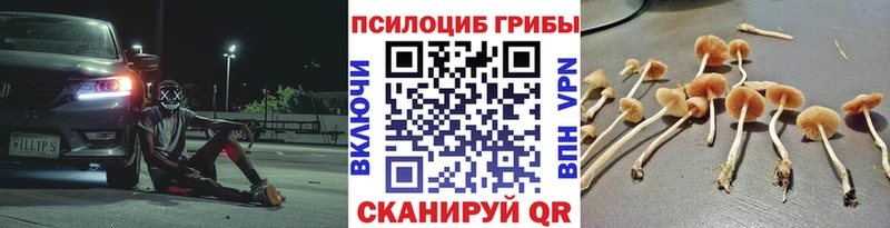 Купить где  Камень-на-Оби  Псилоцибиновые грибы Magic Shrooms 